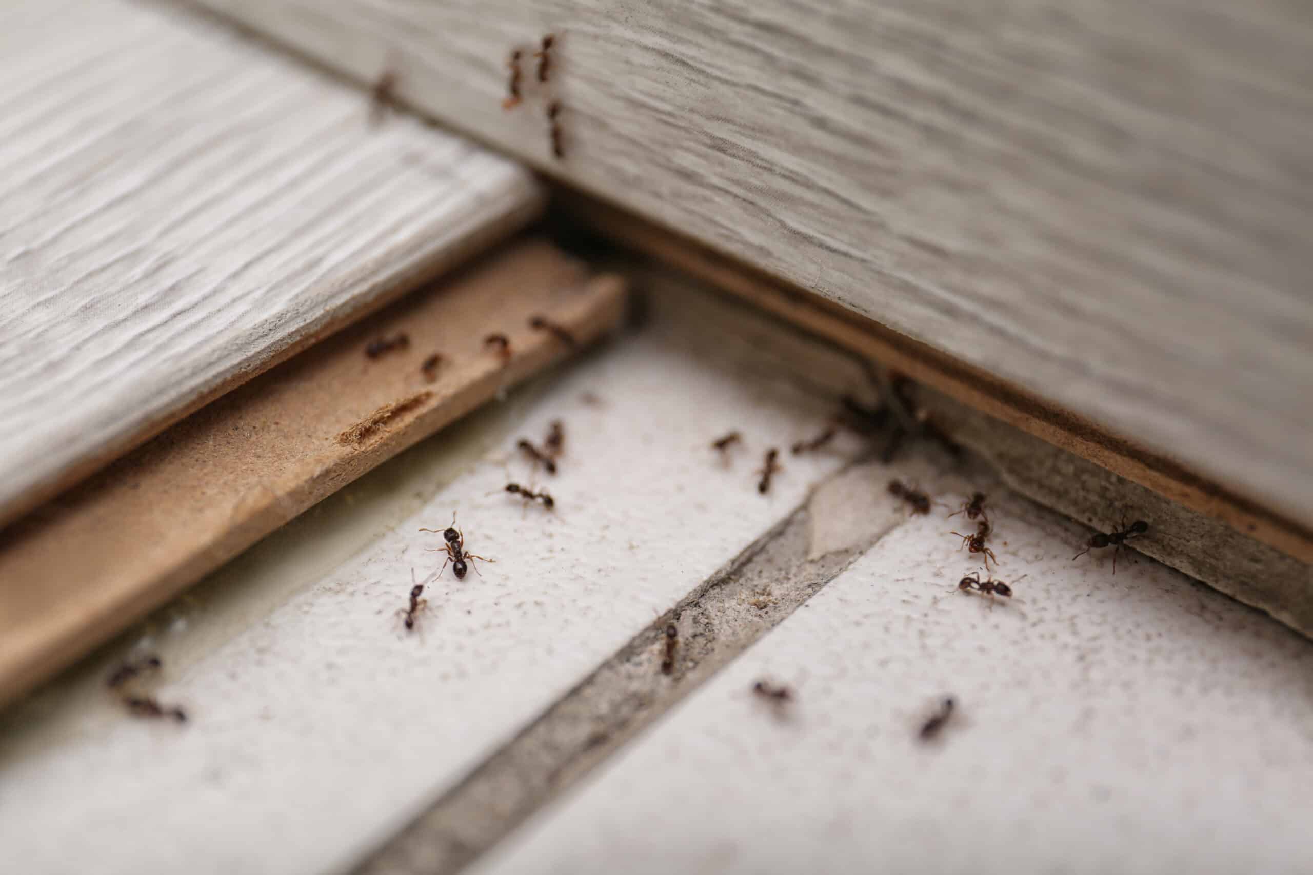 rozwiązanie problemu mrówek w domu