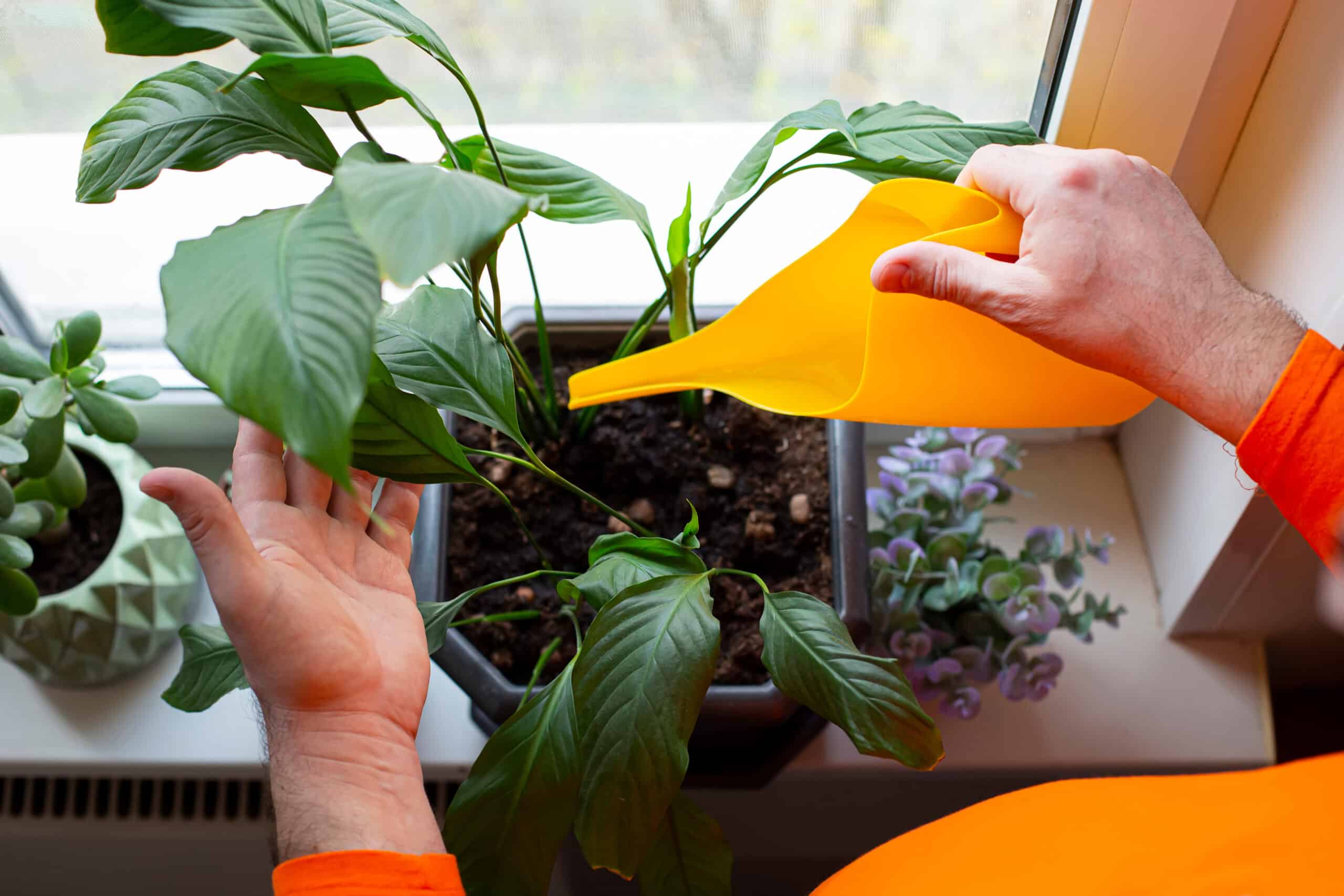 Podlewanie spathiphyllum, aby jego liście były zdrowe w ciągu kilku dni.